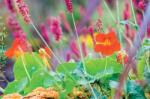 Nasturtium