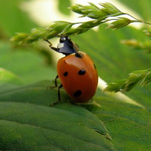 LadyBug