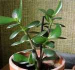 Jade Plant