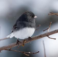 Junco