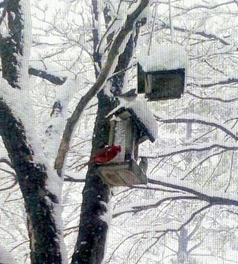 Palm Sunday Snow Storm 2013