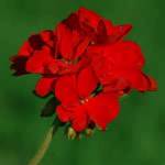 Red Geranium