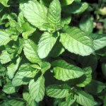 Peppermint