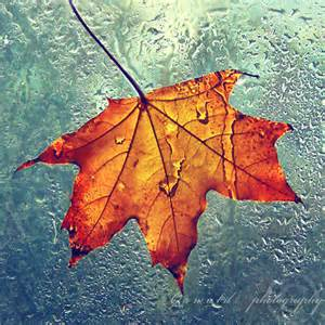 Autumn Leaf in the Rain