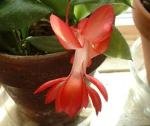 Christmas Cactus