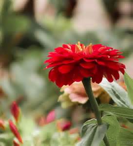Red Zinnia