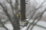 Gold Finches