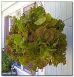 Lettuce Moss Basket