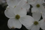 dogwoodblossom