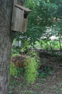 Bird&SquirrelHousewithAsparagusFernPlanter