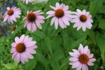 Coneflowers