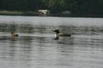 Baby Loon July&nbsp;2015