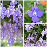 Streptacarpella Bloom