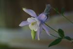 Blue Columbine