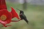 Hummingbird at Feeder