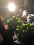 Harvesting Greens By Lantern&nbsp;Light