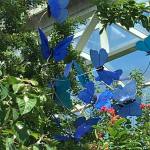 Butterfly House