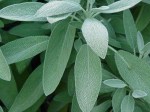 Sage Green Leaves