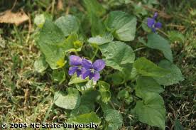 wild violets