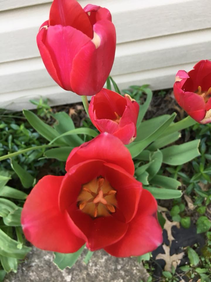 Tulips