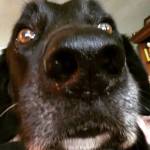 Midnight Looking Oout The Window&nbsp;2016