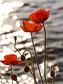 Poppies_in_the_Sunset_on_Lake_Geneva