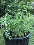 Tomato Plants in Compost&nbsp;Pot