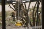 Flock of Gold Finches&nbsp;Feeding