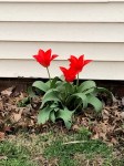 Red Tulips