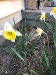 Spring Daffodils