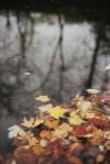 Autumn and Its&nbsp;Fruits